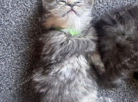 Doll face Persian kittens