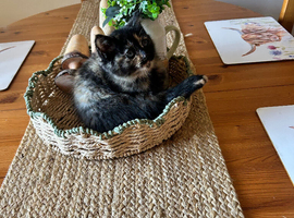 One Female kitten left
