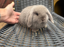 1 x Lilac Pure Mini Lop Doe - Ready 17th July!