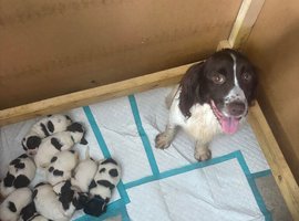 Spocker puppies