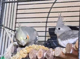 Two Beautiful Female Cockatiels