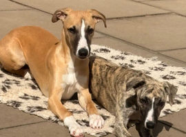 Whippet puppies