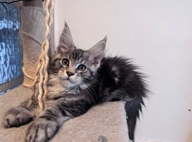 Maine coon male and female - active kittens