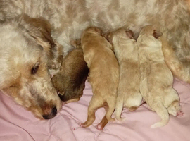 ( Jackapoo) Health tested by DNA Clear mum of genetic issues
