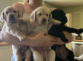 Outstanding Labrador kennel club registered puppies for sale.