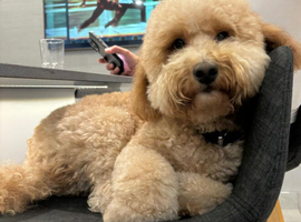 Maltipoo dogs