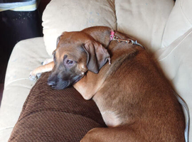 Rehome lurcher x staffy