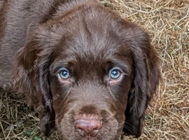3 Handsome Chocolate sprocker pups looking for a new home