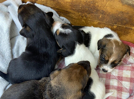 ***Jack Russell pups for sale 2 boys  left ***