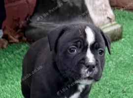Staffie puppies