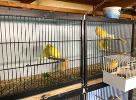 Canary's For sale