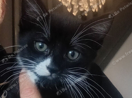 Kittens for sale