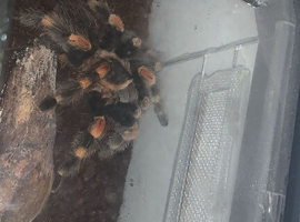 couple different tarantulas