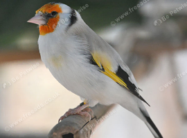 wanted    a  hen sibreian  goldfinch