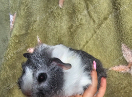 3 baby girls/sows