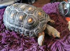 Red footed tortoise