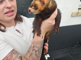 Hob ferret 16 months old