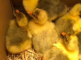 Happy healthy goslings available
