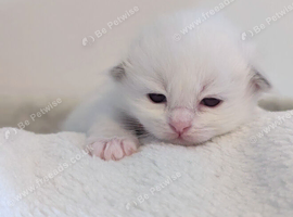 TICA Blue Bicolor/Mitted Ragdoll kittens