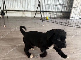 Coker spaniel/ Labrador