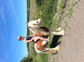 Stunning skewbald cob gelding