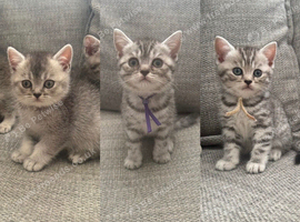 Only three left - GCCF BSH registered kittens