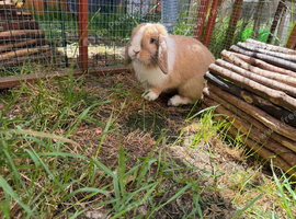 Mini lop doe