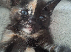 READY 25TH JULY.. 4 LOVELY KITTENS.