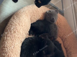 Kittens