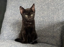 Beautiful female kitten