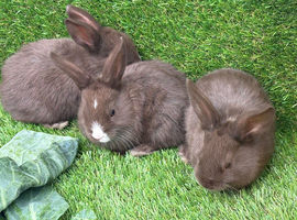 Chocolate button bunnies