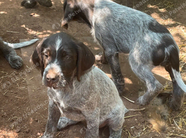 Wirehaired short haired pointer cross