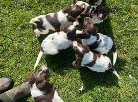 English springer spaniel puppies.