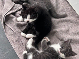 Kittens for sale