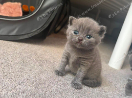 Gorgeous pedigree British shorthaired for sale