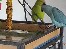 2x Indian ringnecks
