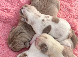 English bulldog puppies