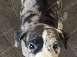 American bulldog x mix breed bully