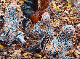 Barbu d,uccle and cream crested legbar chicks available Newmarket and