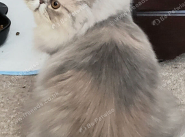 Stun̈ning Blue Cream Tabby Female