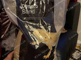 Pro rep Desert Sand Yellow 10KG Brand New Will post if cost covered