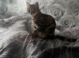 Gorgeous Bengal Female