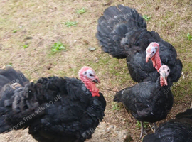 NORFOLK BLACK TURKEY