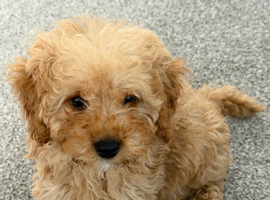 Male Miniature Poodle