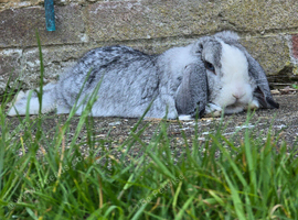 Neutered 1 year old male