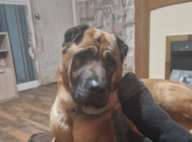 Sharpei x Belgium malinois