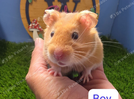 Lovely Baby Syrian Hamster Boy Pedigree