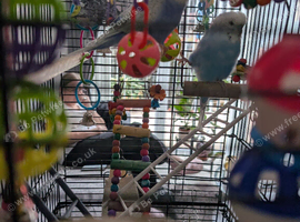 Budgies