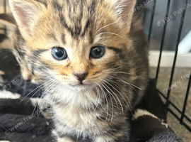 1 little girl kitten