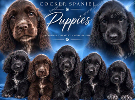Cocker Spaniel Puppies